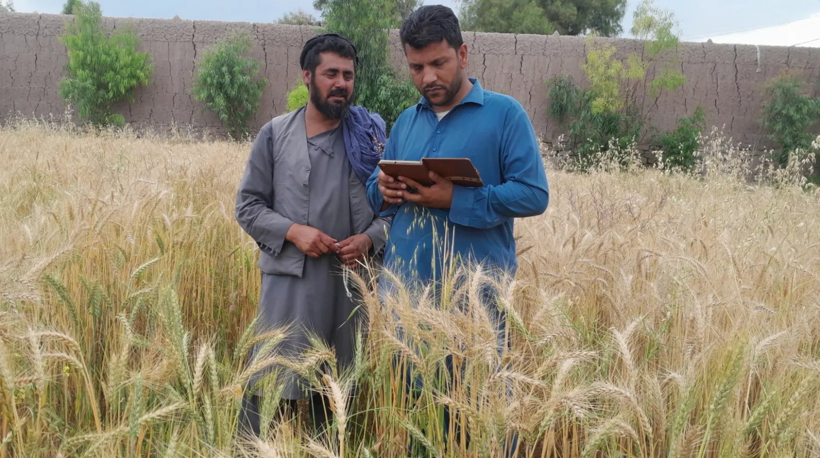 WHO–Geopoll COVID-19 Impact Study