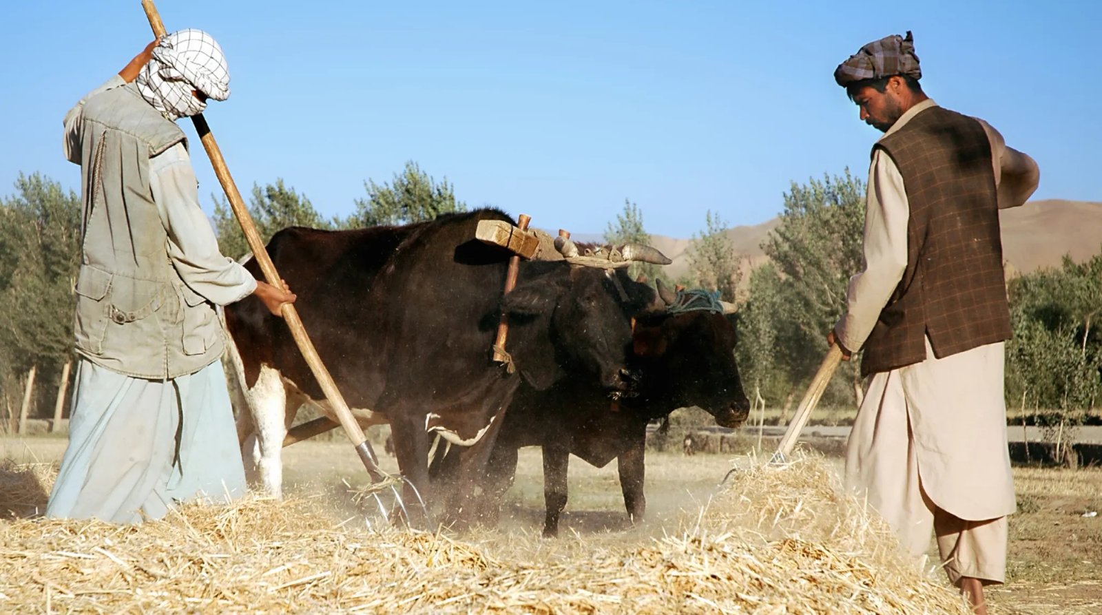 FAO’s Cash & Voucher Assistance (CVA) Assessment