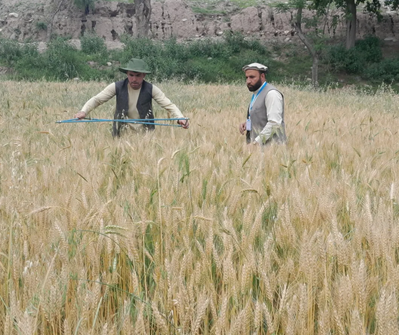 FAO Crop Cutting Experiment (CCE)